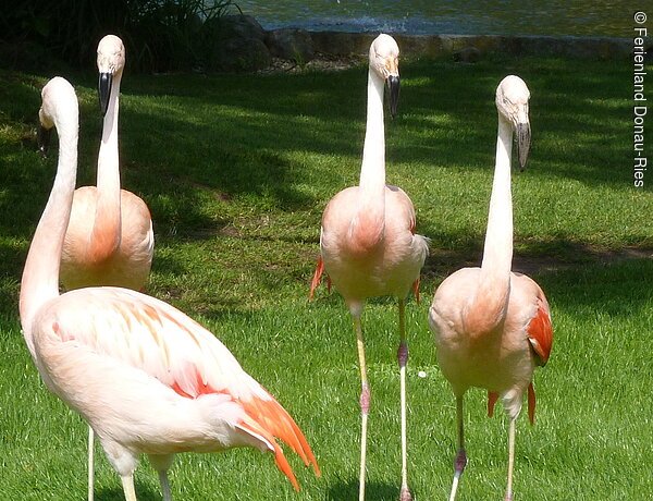 Dehner Blumenpark Ferienland DONAURIES