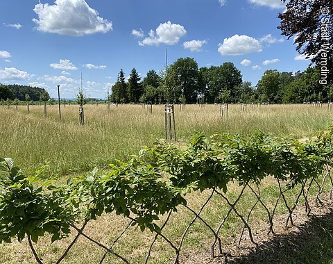 Botanischer Obstlehrgarten Donau-Ries