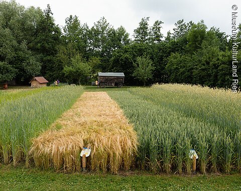 Museumsgarten im Sommer 2022