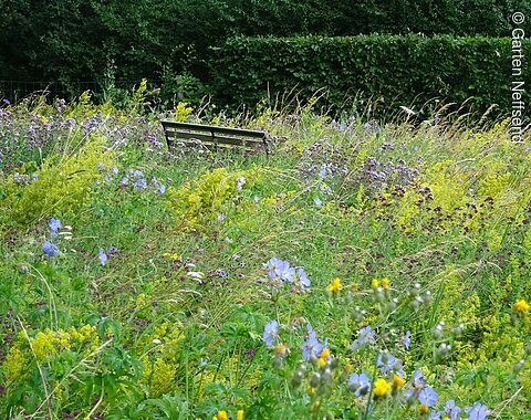 Spätsommer im Garten Neffsend