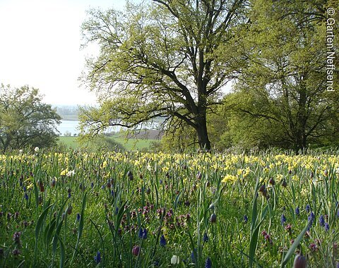 Frühlingswiese im Garten Neffsend