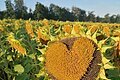 Sonnenblumenfeld bei Buchdorf