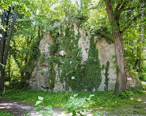 Blick auf den bewachsenen Felsen.
