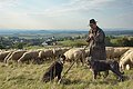 Ein Schäfer mit seiner Herde und seinen zwei Hunden am Mähhorn bei Huisheim. In Hintergrund hat man einen wunderbaren Blick in das Ries.