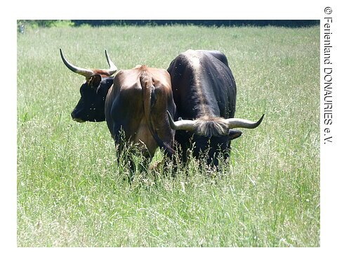 Auerochsenweide Zwei Auerochsen auf einer Weide bei Thierhaupten