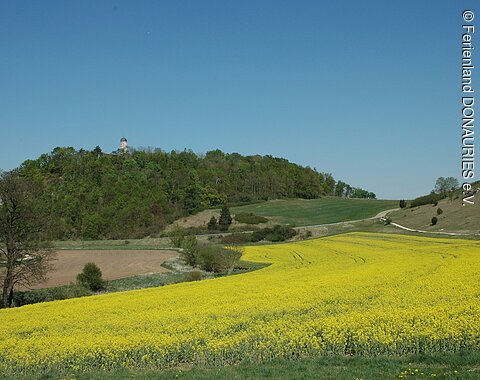 Michelsberg bei Fronhofen Idyllischer Blick auf den bewaldeten Michelsberg in Fronhofen mit davor liegenden, blühenden Rapsfeld. Aus dem Wald spitzt die Kirche der Pfarrkirche St. Michael hervor.