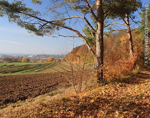 Blick im Herbst vom Waldrand bzw. Riesrand aus auf Oettingen.