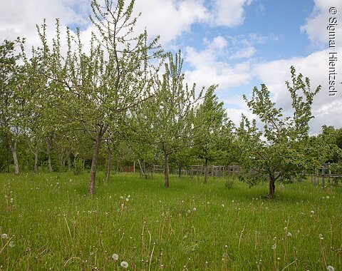 Waldpark am Heidebrünnl Blick auf die Bäume des Waldparks am Heidebrünnl.
