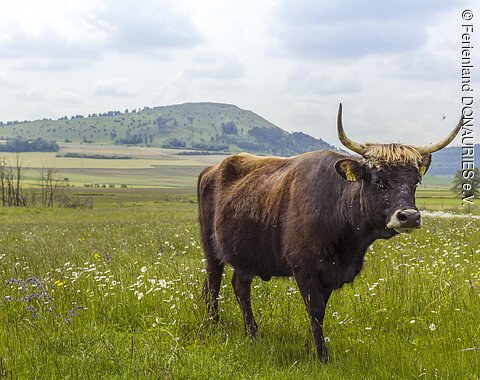 Ein Auerochse auf der Sechtaaue bei Bopfingen.