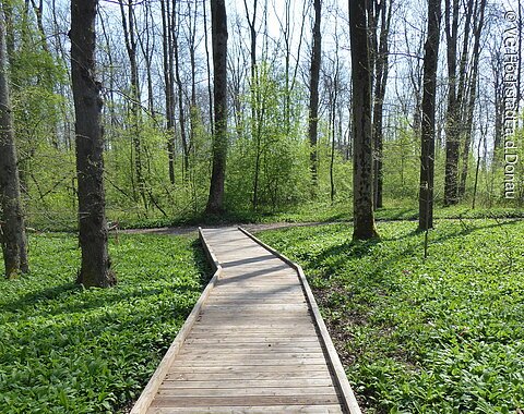 Herzogin Anna Rundweg Höchstädt Holzbohlenweg im lichtdurchfluteten Wald.