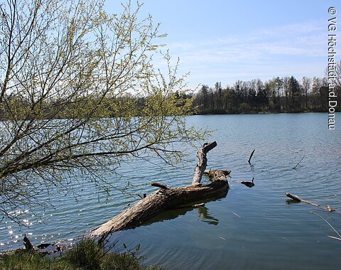 Herzogin Anna Rundweg Höchstädt Blick auf einen See mit Treibholz im Vordergrund.