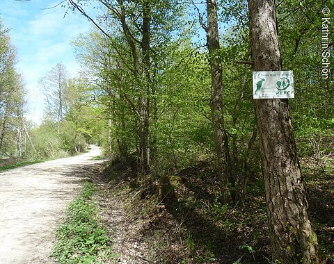 Blick auf einen durch den Wald verlaufenden Wanderweg. Rechts am Wegrand ist an einem Baum eine Infotafel zum Wald angebracht