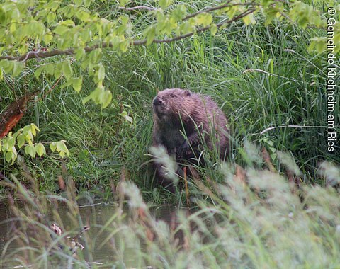 Biber Ein Biber sitzt am Gewässerrand.