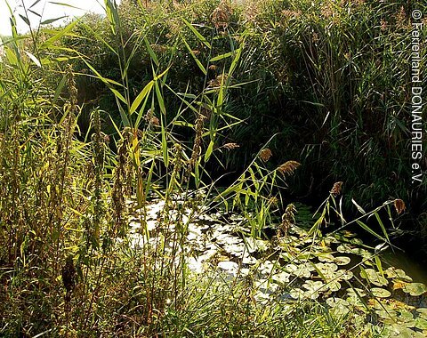 Blick auf die mit Schilf und Seerosen eingewachsene Sechta bei Bopfingen.