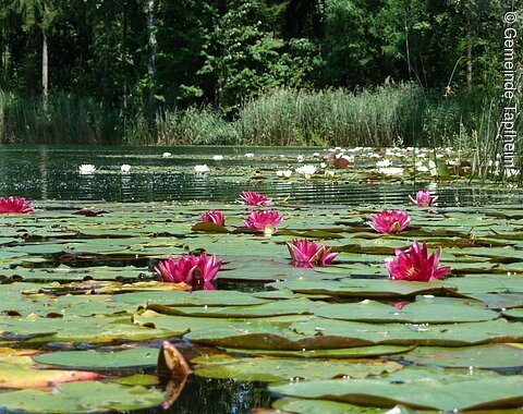 Tapfheimer Seen Weiß und pink blühende Seerosen auf einem See