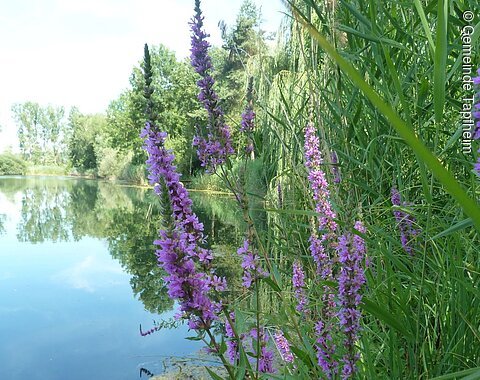 Tapfheimer Seen Lila blühende Pflanzen am Seeufer.