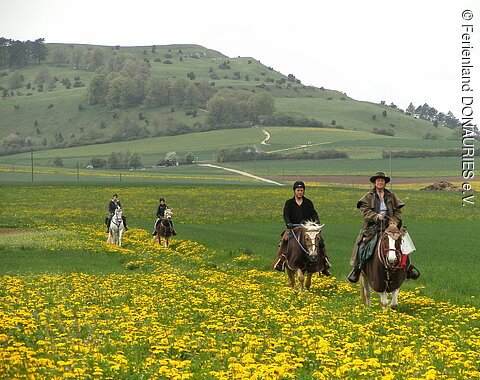 Vier Wanderreiter unterwegs an einer gelb blühenden Wiese unterhalb des Ipf