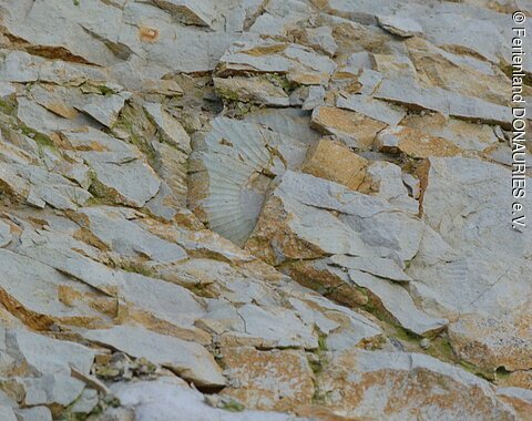 Ein zerrütteter Ammonit im Gestein