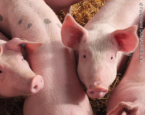 Neugierige Schweine auf dem Johanneshof