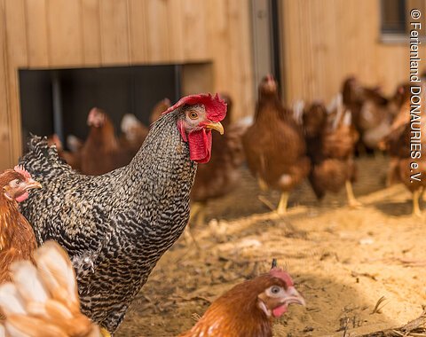 Hühner auf dem Johanneshof