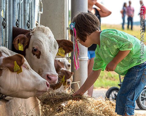 Ein Mädchen füttert Kühe im Stall
