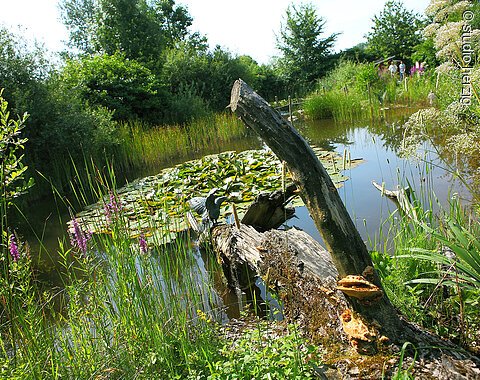 Teich mit Seerosen und Bronzefiguren im Naturlehrgarten in Rain