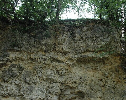 Eine Gesteinswand im Geotop