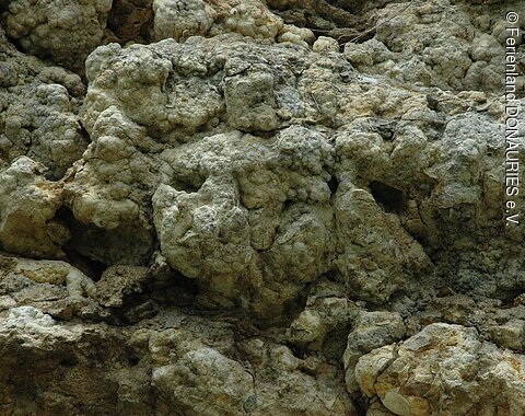 Detailaufnahme des Gesteins im Geotop Burschel in Hainsfarth.