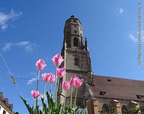 Der Kirchturm "Daniel", Nördlingen Blick auf den Kirchturm "Daniel". Im Vordergrund sieht man Tulpen.