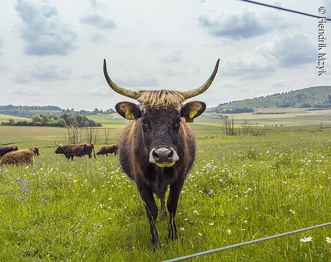 Ein Auerochse steht zusammen mit seiner Herde auf einer Wiese. Rechts im Hintergrund sieht man den Ipf.