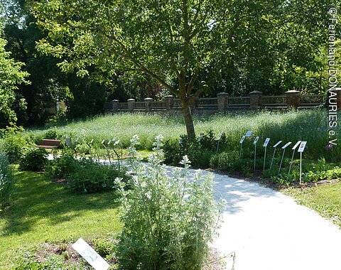 Der teilweise unter Bäumen verlaufende Weg durch den Kräutergarten in Donauwörth