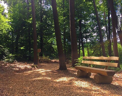Ein idyllischer Platz im Wald mit einer Bank.