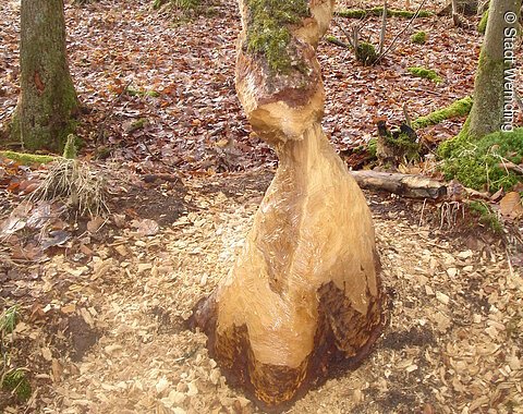 Ein Baum der von einem Bieber fast gefällt wurde