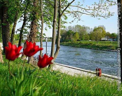 Donauwörth - Frühling an der Donau am Alten Donauhafen