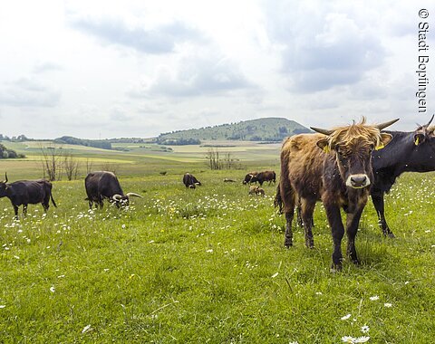 Auerochsen unterhalb des Ipfs Auerochsen auf der Weide. Im Hintergrund sieht man den Ipf.