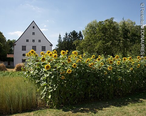 Blick auf das Museumsfeld mit blühenden Sonnenblumen. Im Hintergrund sieht man das Museumsgebäude.