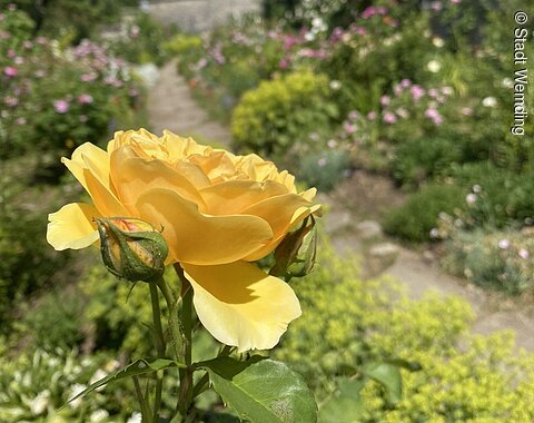 Gelb blühende Rosenblüte in einem Garten.