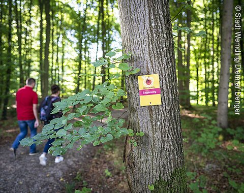 Ein wanderndes Paar ist im Wald auf dem Sagenweg unterwegs.