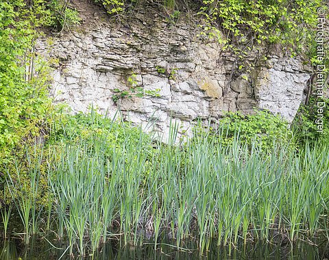 Geopark Ries Mai 2023 Am Ufer eines Weihers steht eine helle geklüftete Felswand mit Schilf davor.