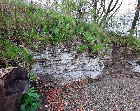 Eine helle, hüfthohe und geklüftete Felswand ist mit Pflanzen überwachsen.