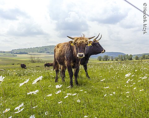 Zwei Auerochsen mit großen Hörnern stehen auf einer grünen Wiese.