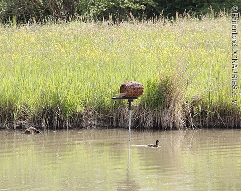 Ein breiter Fluss mit Gras am Ufer. Darin steht ein Fischreiher.