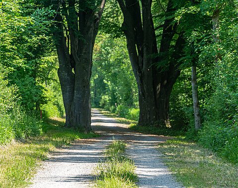 Wanderweg Ein Wanderweg gerahmt von Bäumen