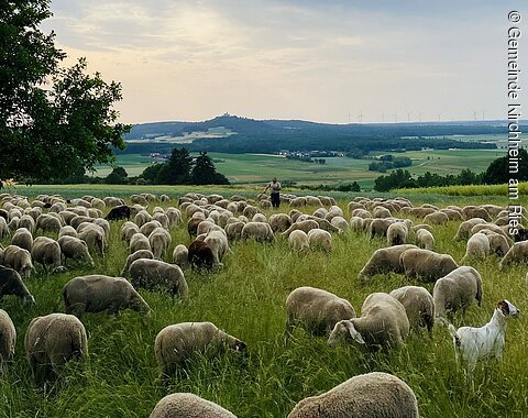 Blick auf eine Schafherde in grüner, weiter Landschaft. Mitten in der Herde steht der Schäfer.