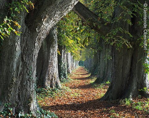 Ein von großen, alten Bäumen gerahmter Weg