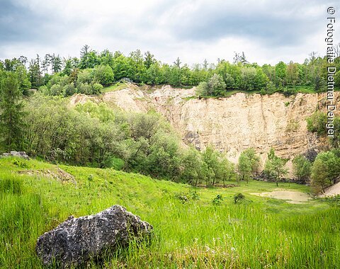 Geopark Ries Mai 2023 Eine hohe Felswand eines ehemaligen Steinbruchs wird von Bäumen umrahmt.