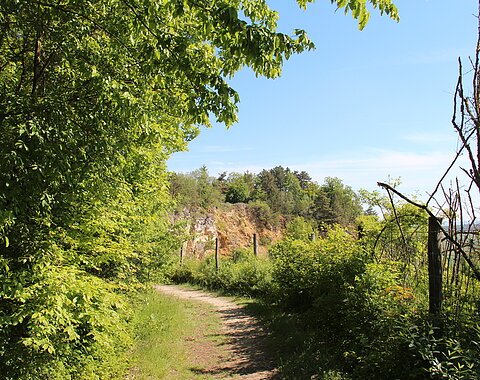 Ein Pfad wird auf der einen Seite von Büschen gesäumt. Auf der anderen Seite ist hinter einem Zaun mit Büschen die Felswand eines ehemaligen Steinbruchs zu sehen.