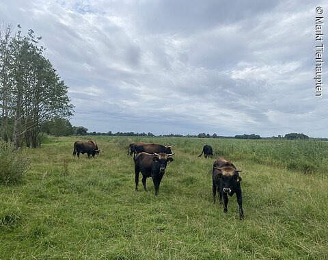 Ochsen auf einer grünen Wiese bei Thierhaupten