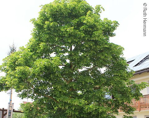 Gerne können Sie im Hof unter der Linde sitzen und Ihren Urlaub genießen.