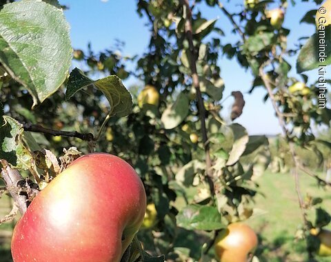 Ein Apfelbaum mit reifen roten und gelben Äpfeln, umgeben von grünen Blättern.